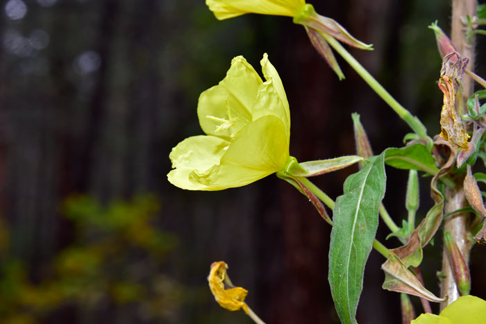 Oenothera elata, Hooker's Evening Primrose